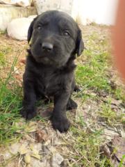 Sebastian Velasquez morales