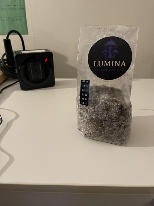 Lumina