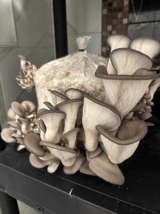 Starting Mushroom Mondays 