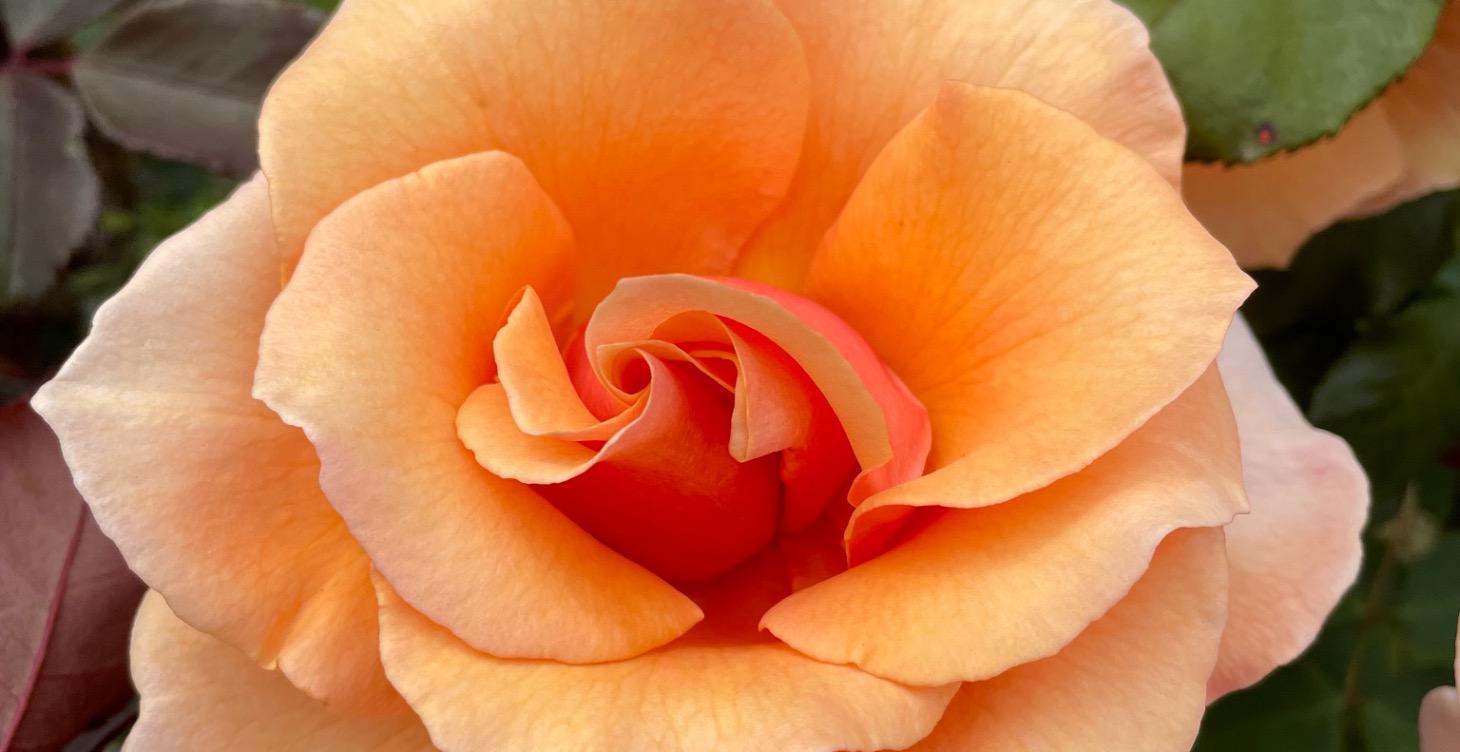 🌹✨ Soul Beauty Free Skool ✨🌹