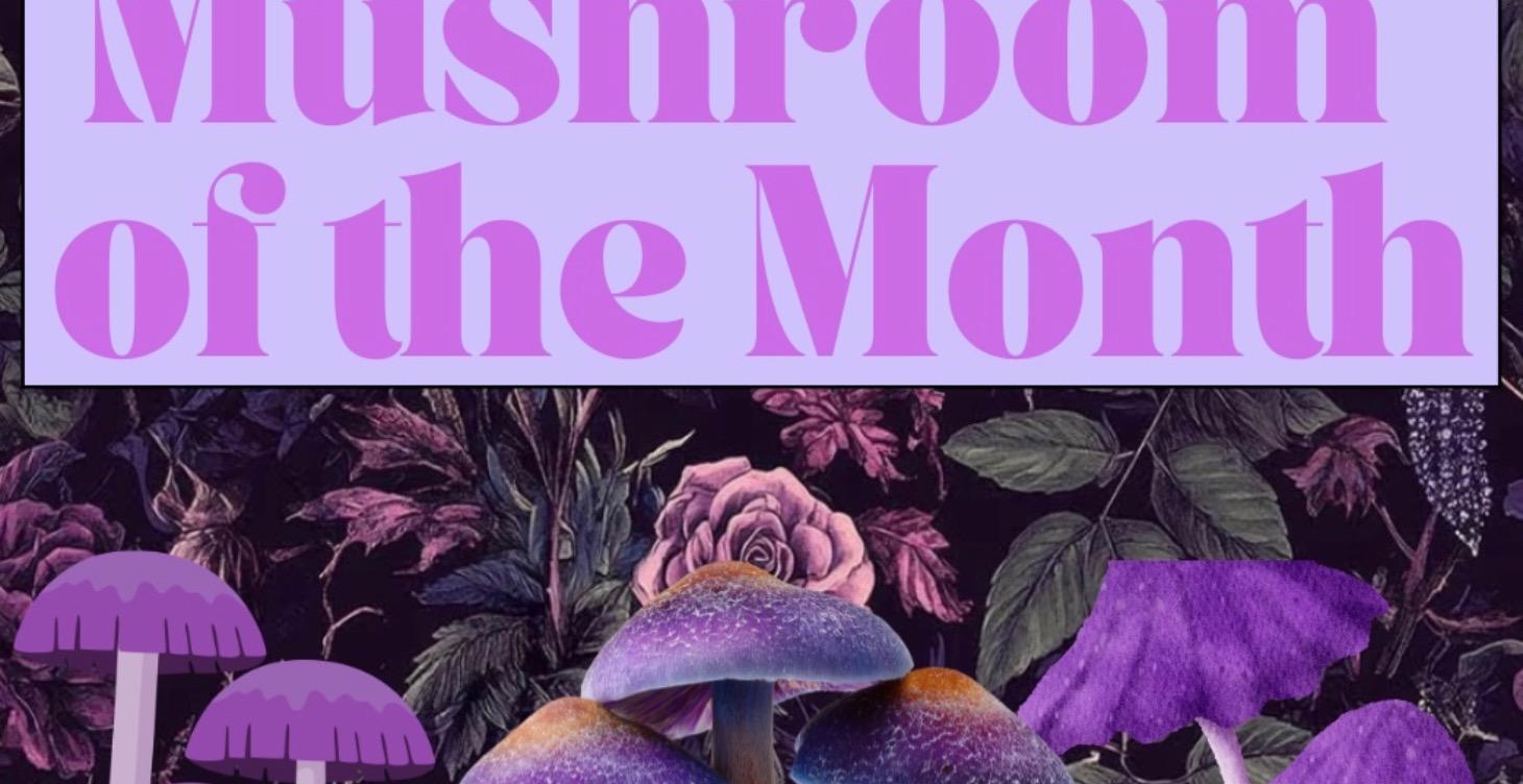 Mushroom of the Month