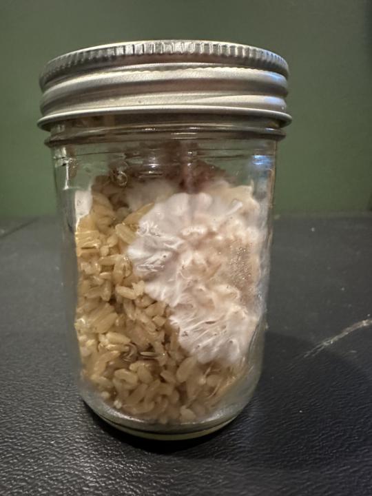 Mycelium is so magical & mysterious!