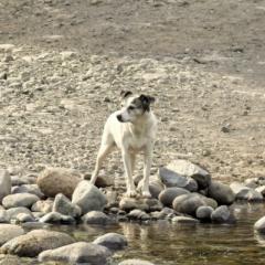 Patricia Arancibia Santibañez
