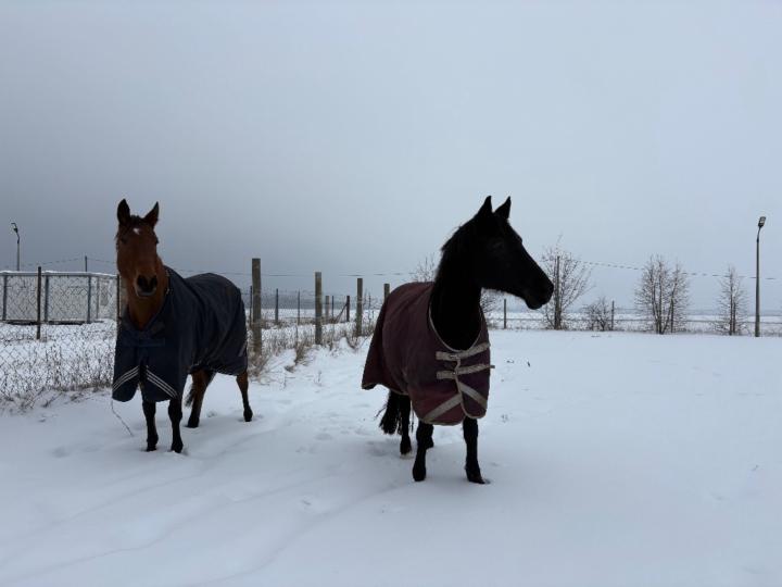 Reneka Dana Tornaczki