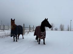 Reneka Dana Tornaczki