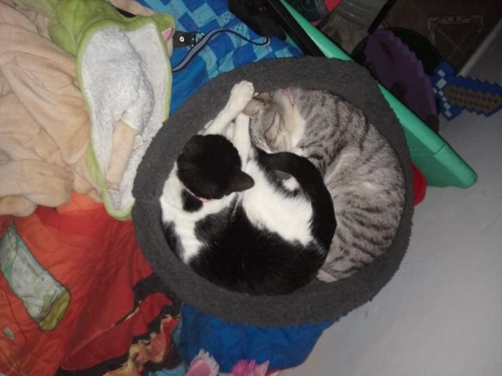 Julieta Gisele Cabito Graciette