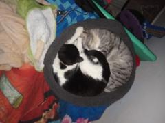 Julieta Gisele Cabito Graciette