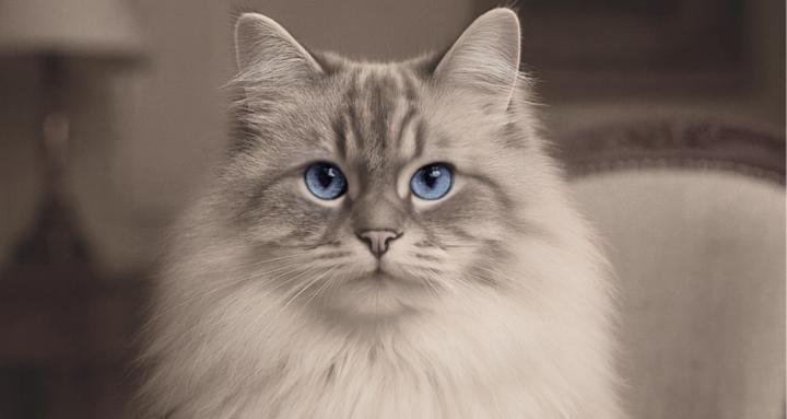 Jellys Katzen Klub 
