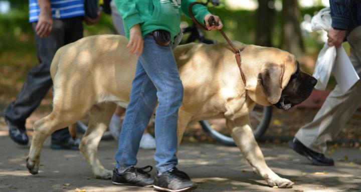 Mastiffs are the Best