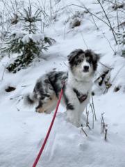 Alena Honetschlägerová