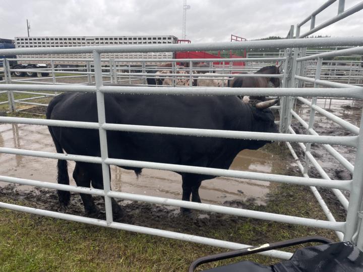 Hinton Pro Rodeo