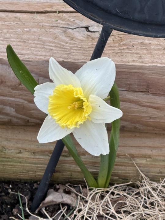 Wild daffodils 🌼 