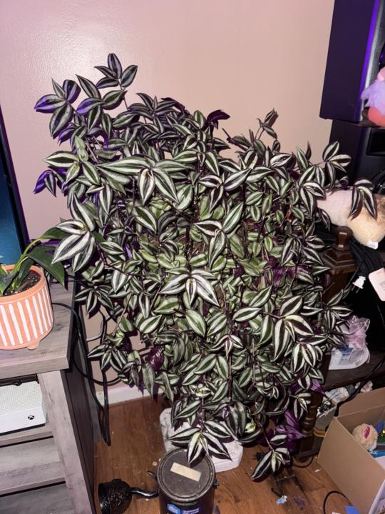 Wandering Jew