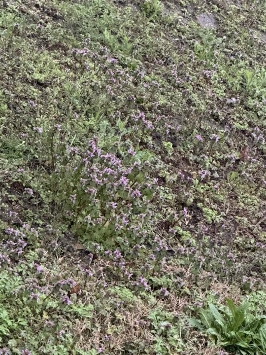 Cover Crops sprouting