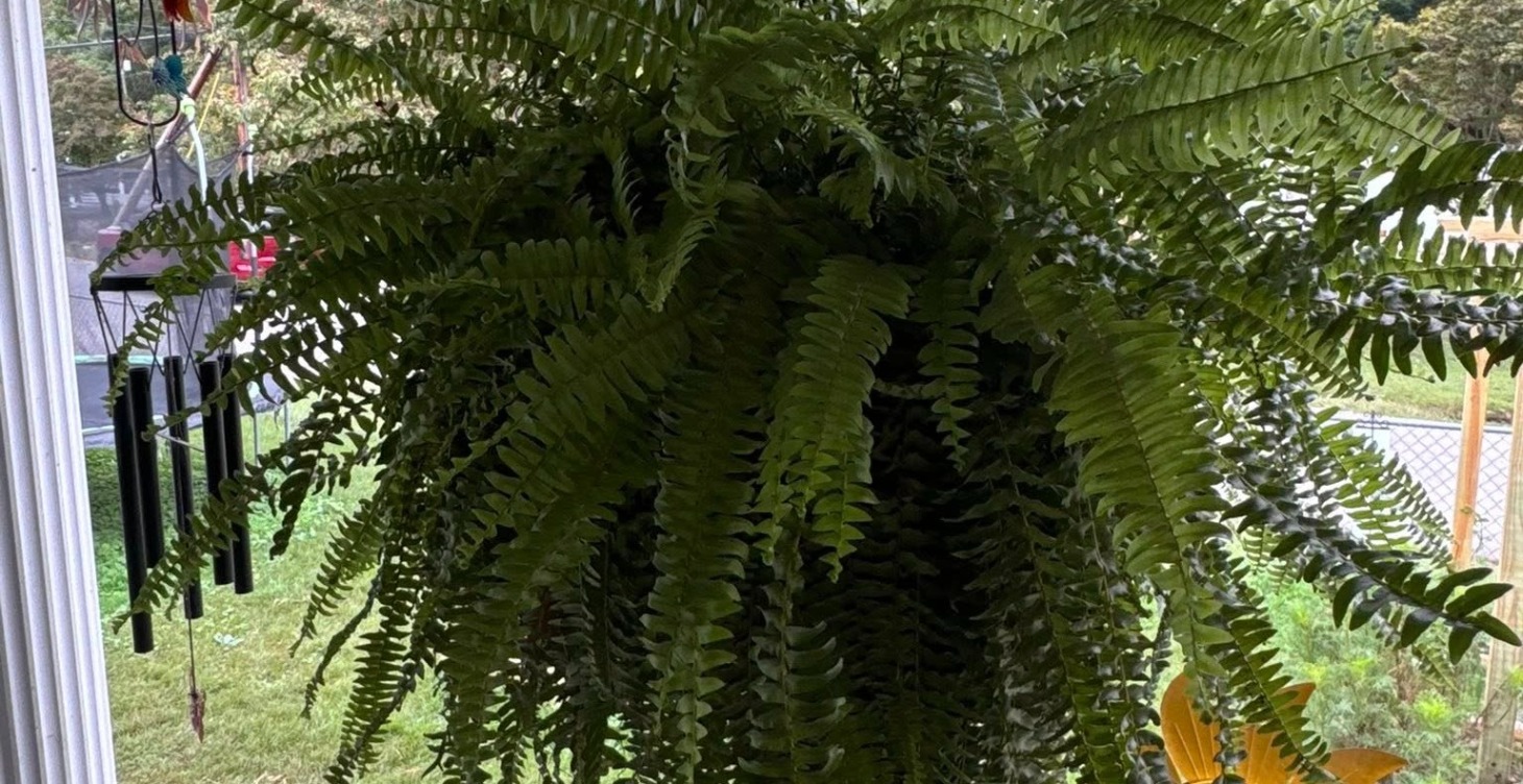 Ferns
