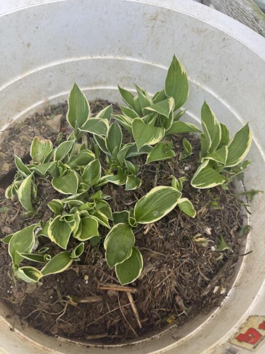Hostas