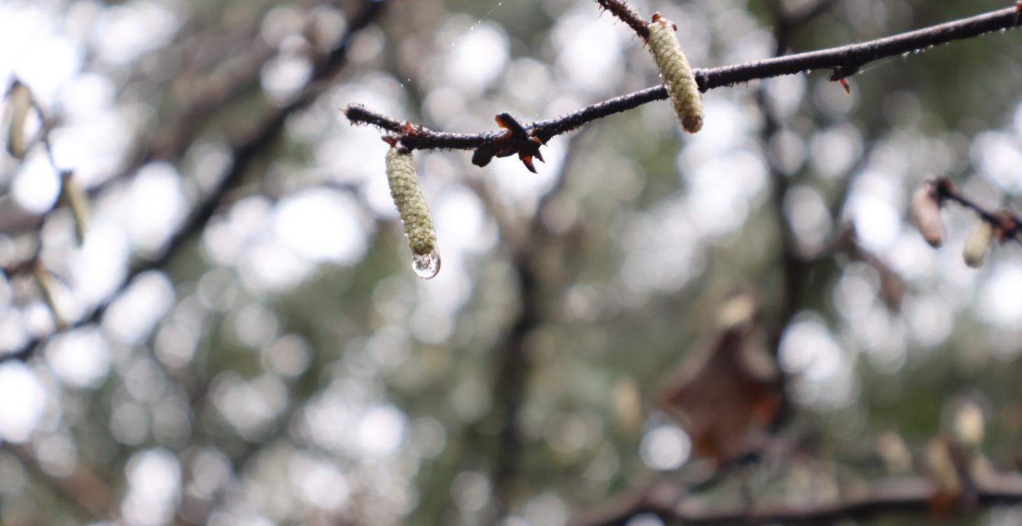 Hope Reimagined | Rooted Somatic Practice Dojo