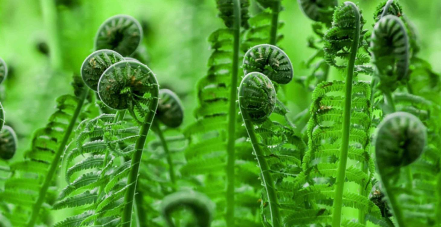 Daily Dose of Neuro-Somatic Integration™ Framework