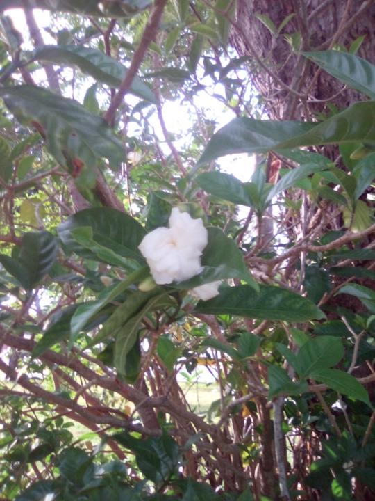 EmpresS Eiram Vince Lavr'entí