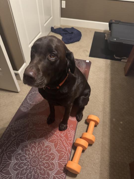 Zero Labrador’s needed for this workout! 