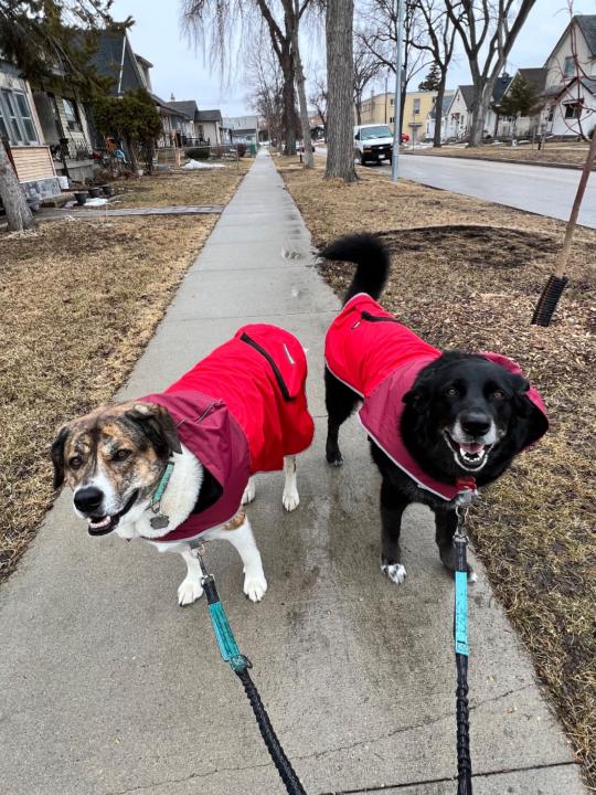 Elaine Shum-McDonald