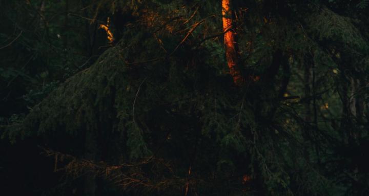 🕊️ The Sanctuary