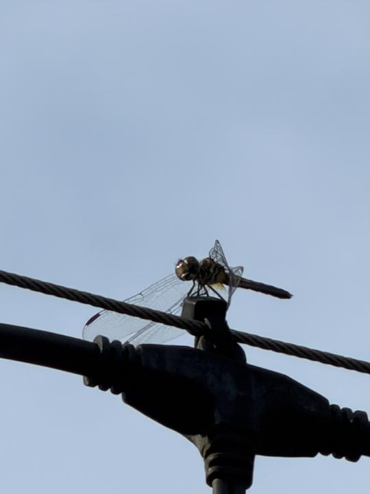 Dragonflies: Keepers of Dreams