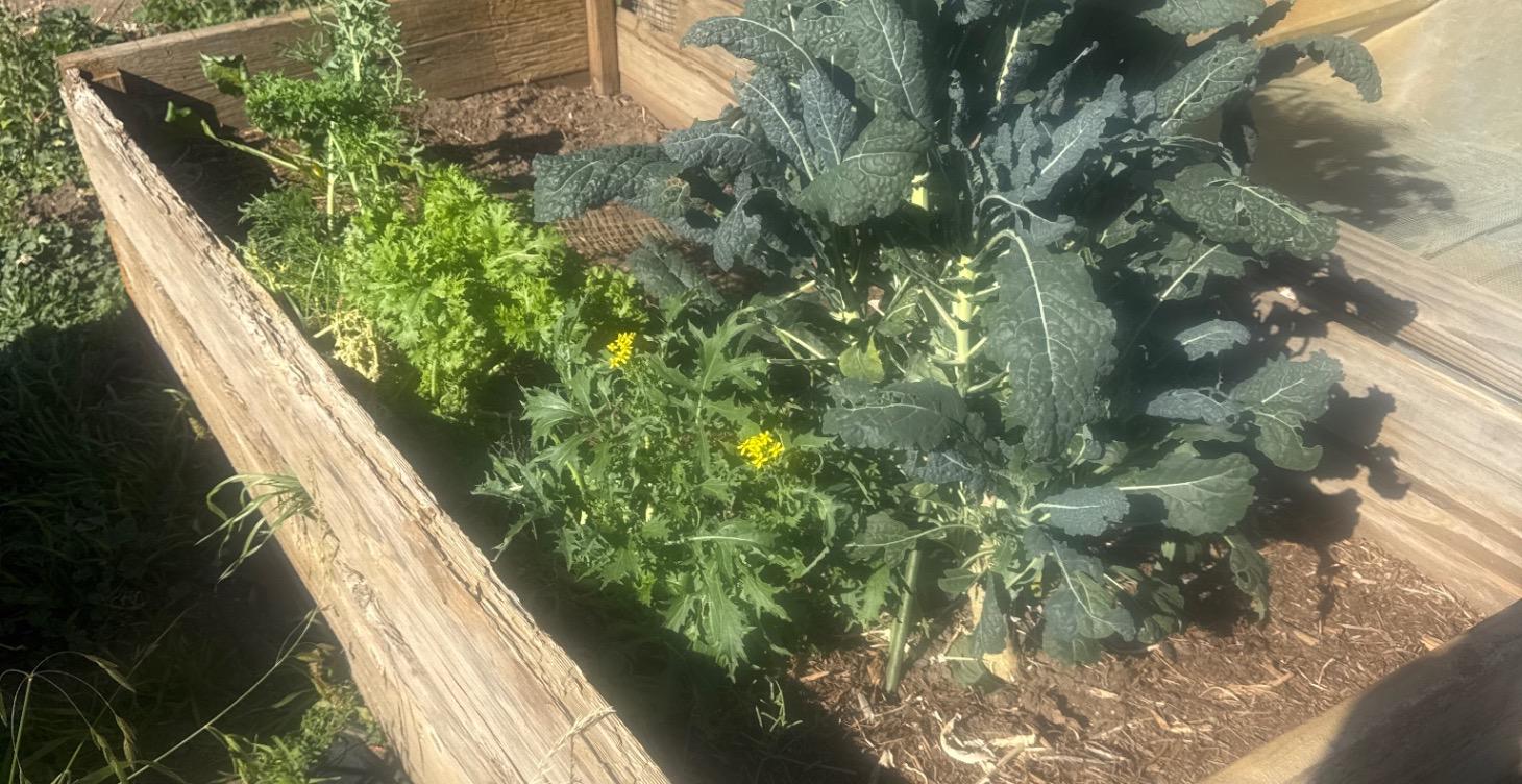 Planning A Supplemental Garden