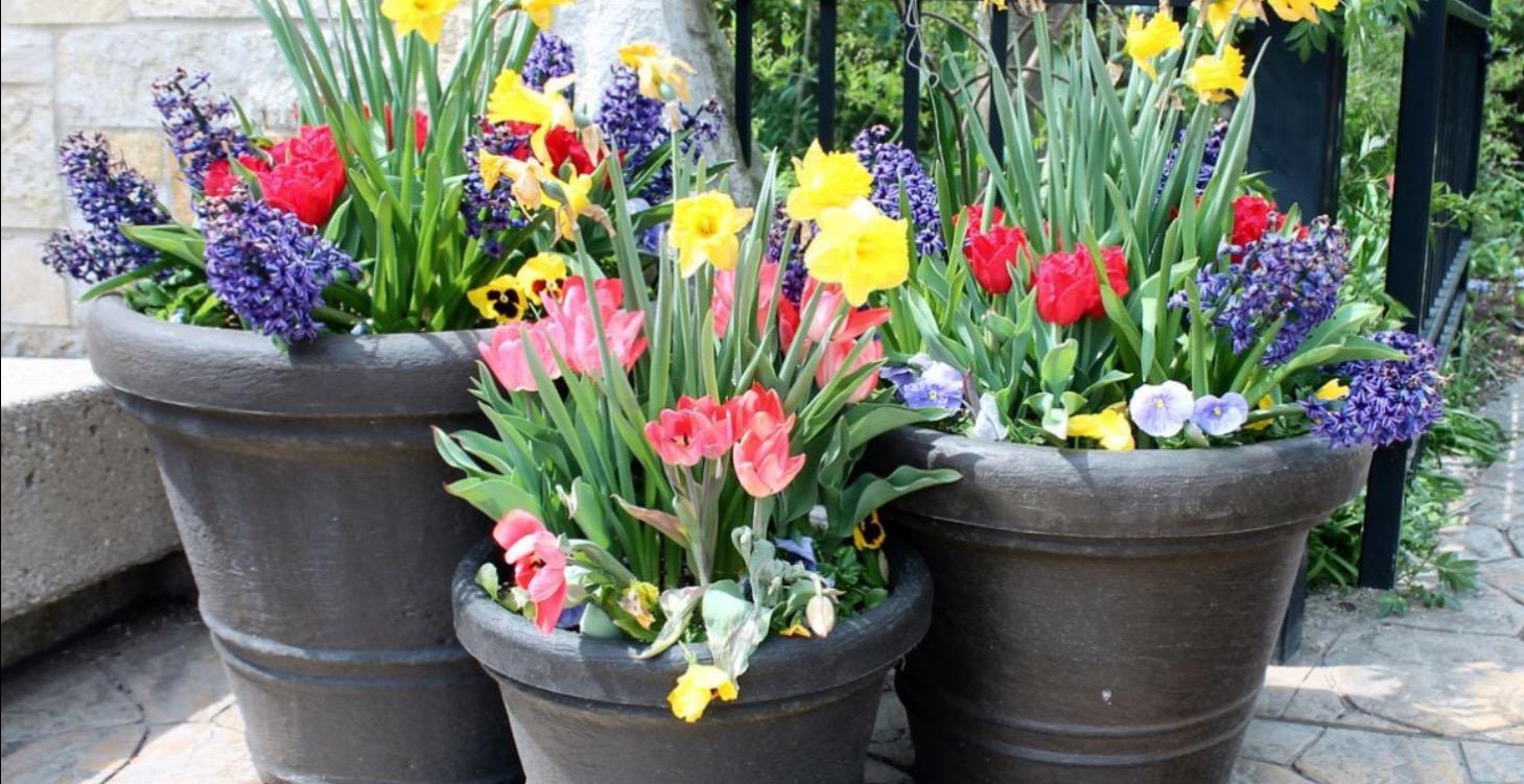 Fall baskets for Spring Blooms