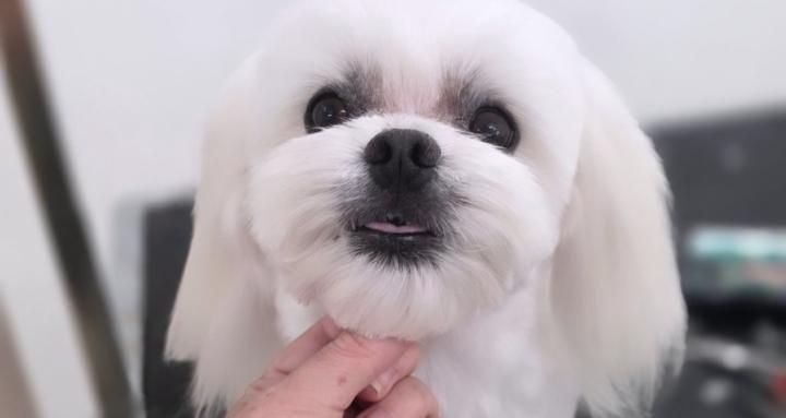 The Pet Grooming Collective 