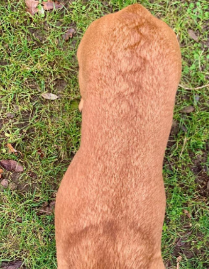 Thank You Everyone Who Joined The Fur Changes Call 