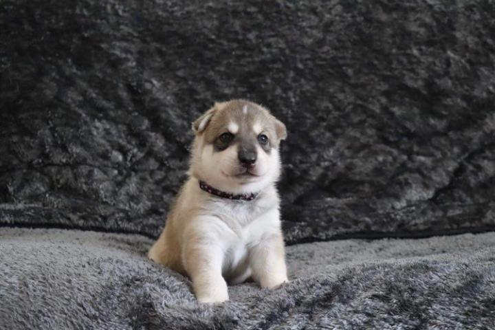 🐶✨ Show Me Your Puppy or Gotcha Day Pics ! ✨🐶