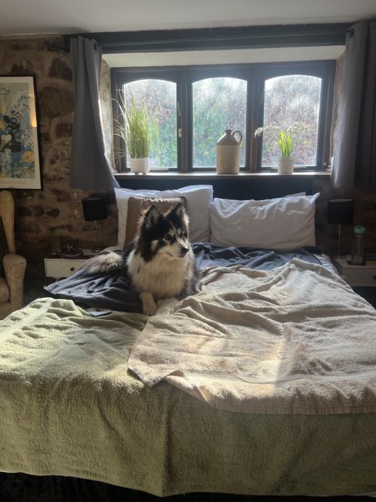 No dogs on the furniture 