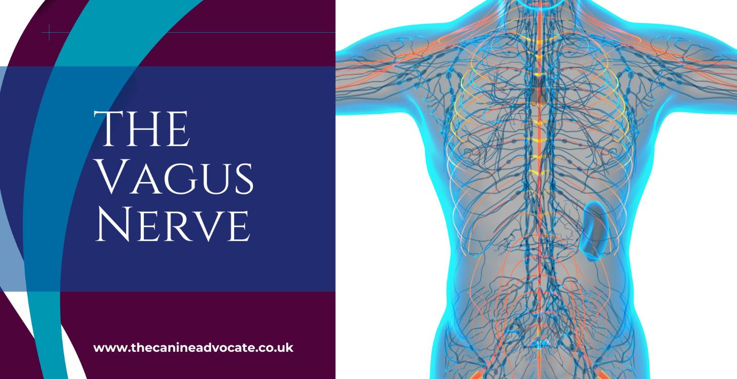 Fireworks Calm:Vagus Nerve Reset For Your Dog 💞🐶