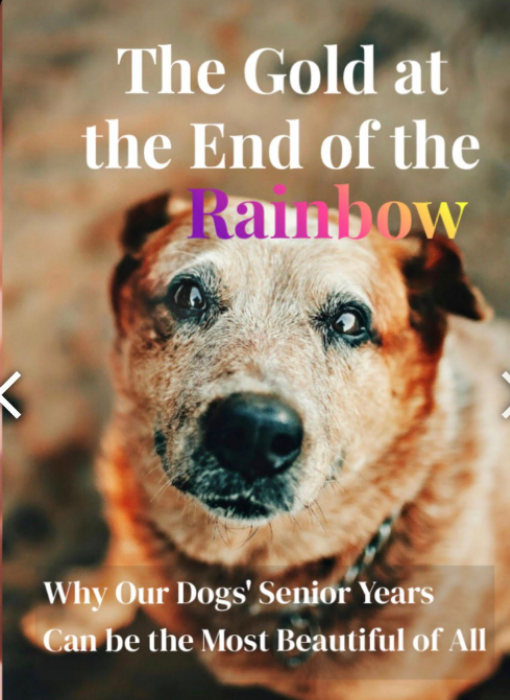 One for Our Golden Oldies ✨🐕🥹💞✨