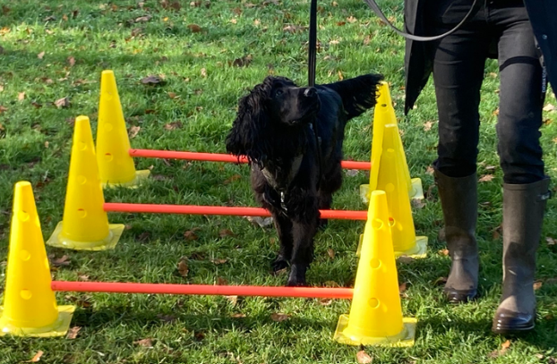 🐕 IT’S OFFICIAL — MY DOG EXERCISE COMMUNITY IS LIVE! 💪