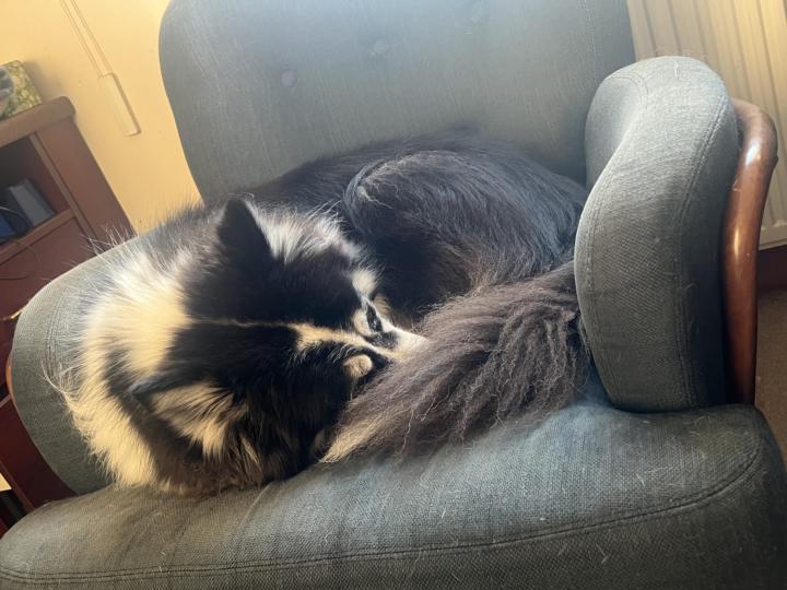 Incoming cute dog pics… 