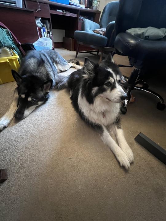 QUICK!! Take a picture of your dog RIGHT NOW