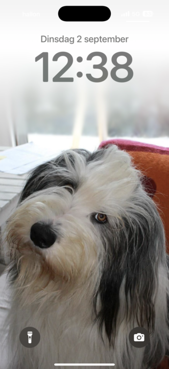 Dog on your phone? 