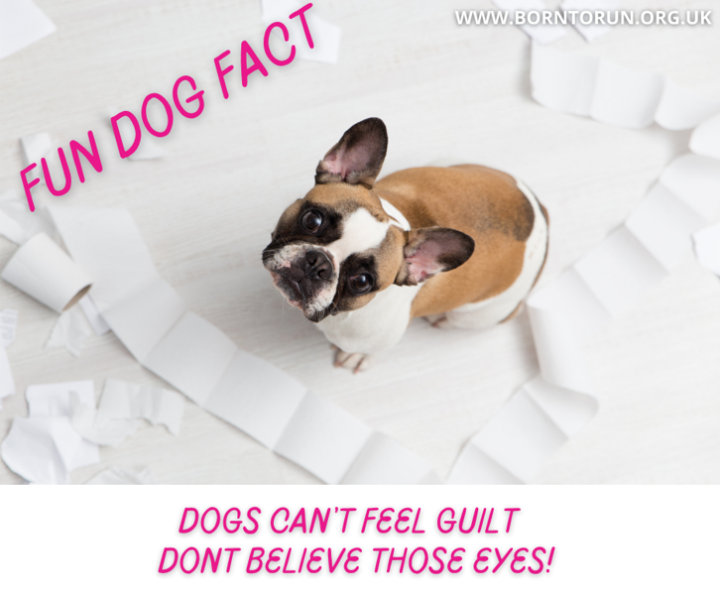 Fun Dog Fact: Dogs Don't Feel Guilt