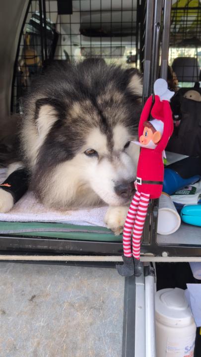 🏆 WINNERS - SKOOL DOG AWARDS - Christmas sleuthing expedition 🏆