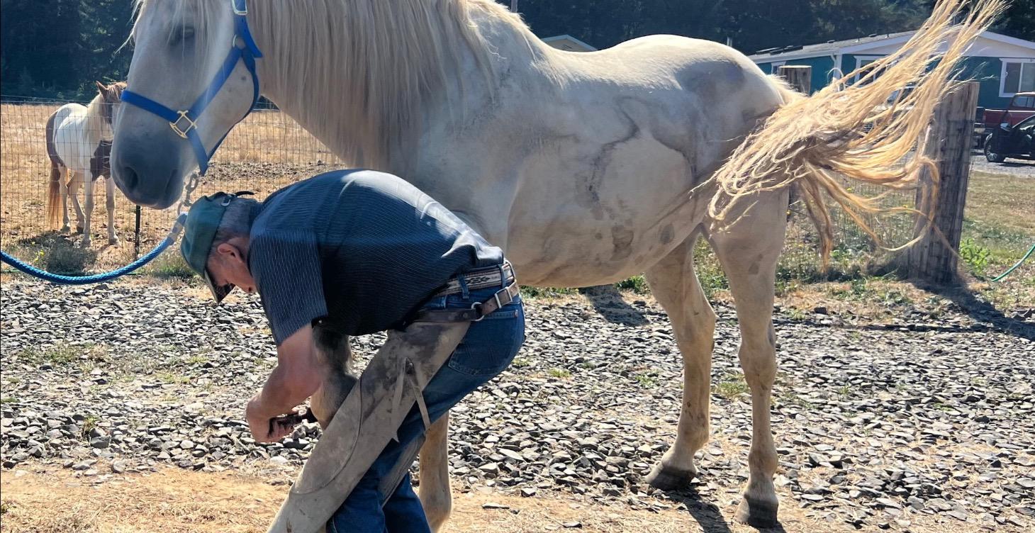 Farrier tips