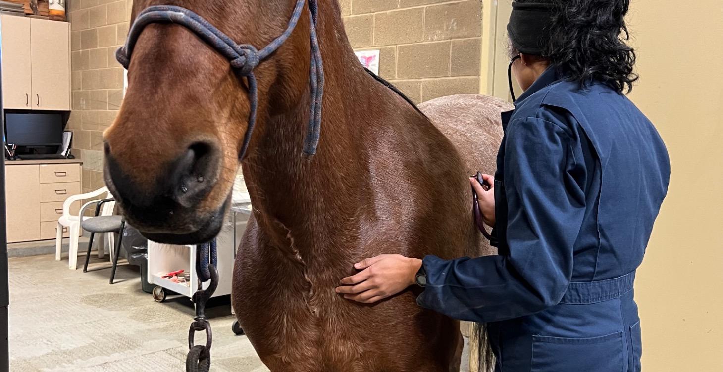 Equine wellness index