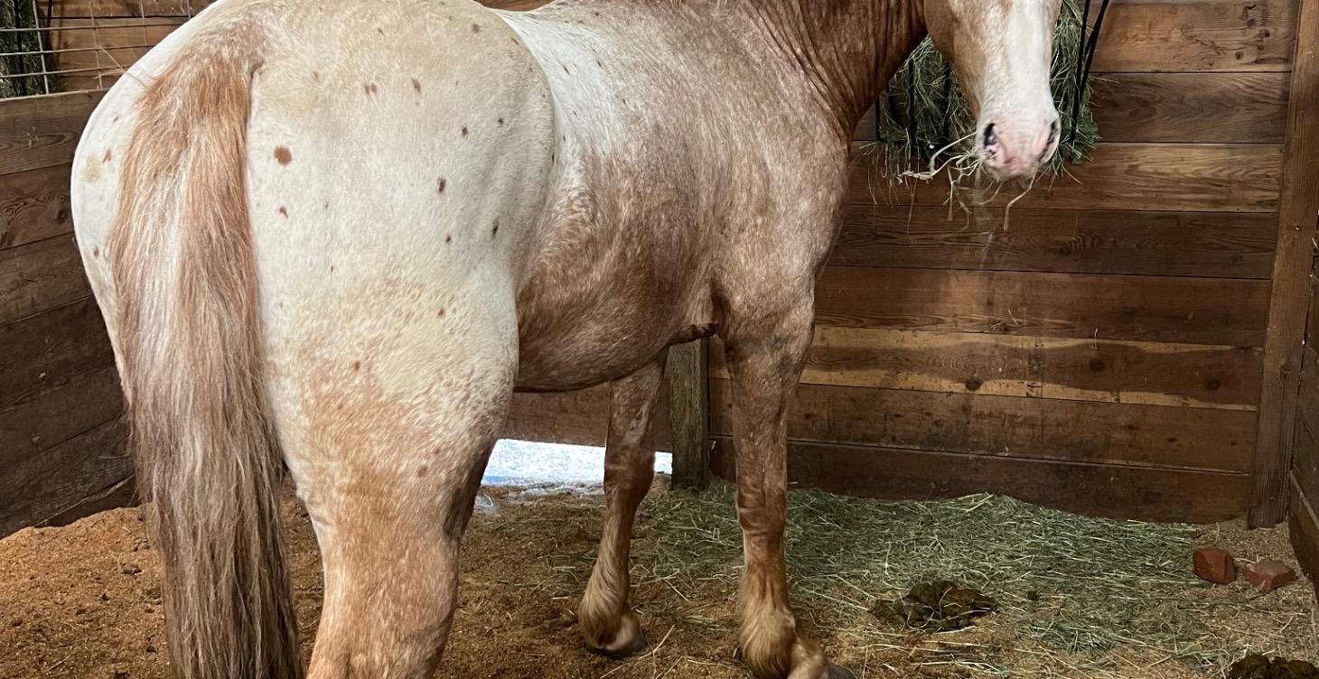 Horse enrichment