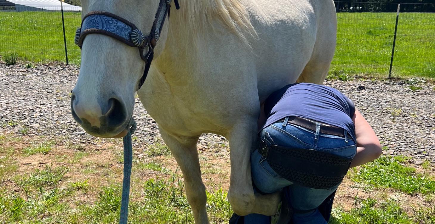 Equine resources, numbers and locations