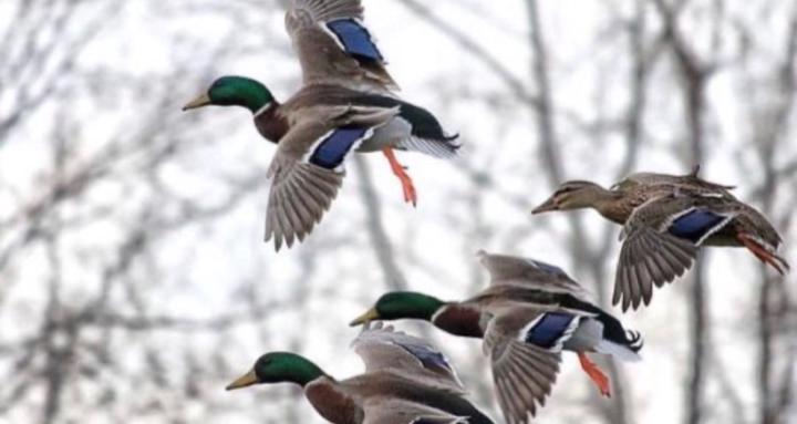 Duck Hunting