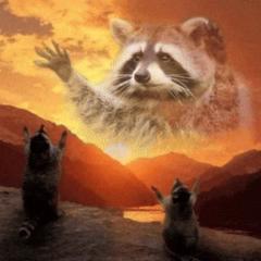Mystic Raccoon Raccoon