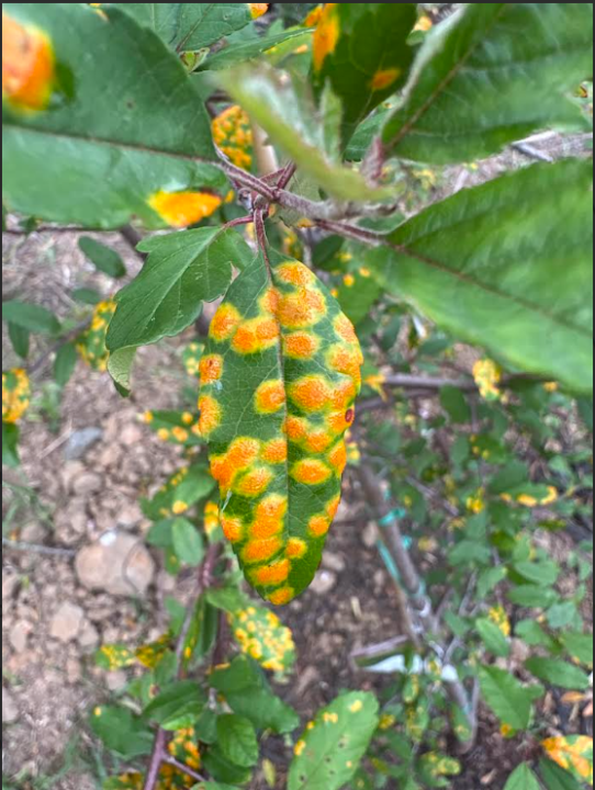 Apple Rust