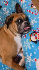 Daña Blanco Douglas