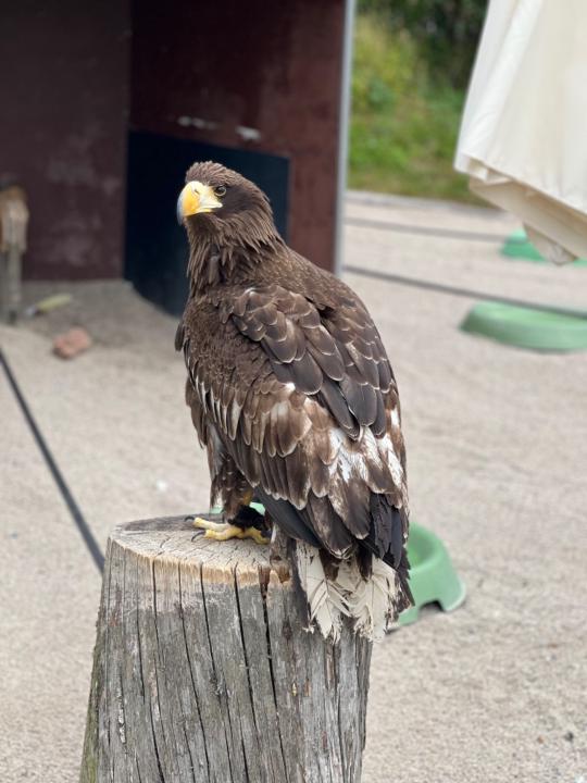 Tereza Britta Švanda